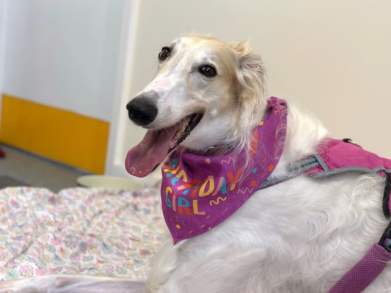 Dogs trust bandana hot sale